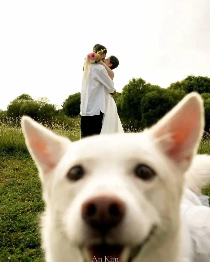 Sweet dog photobombing a wedding couple kissing in a grassy field