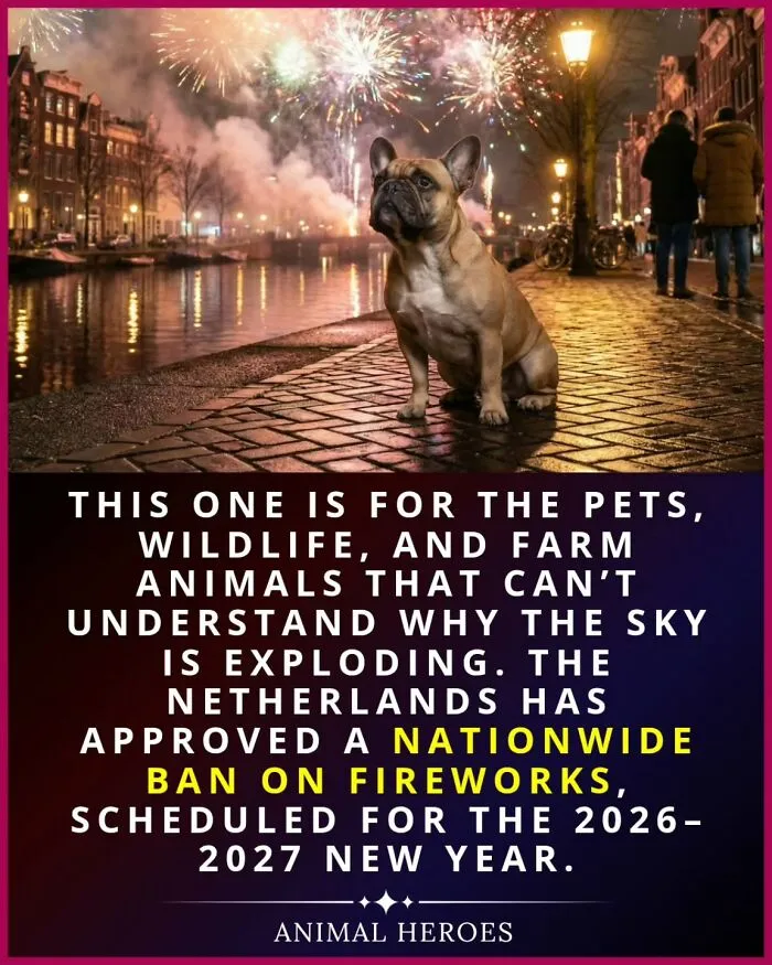 A small dog sitting on a city street while fireworks explode in the night sky.