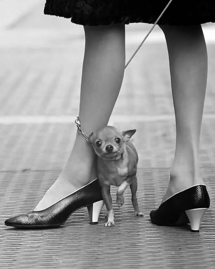 A tiny dog on a leash next to high heels, capturing funny and perfectly timed pet moments