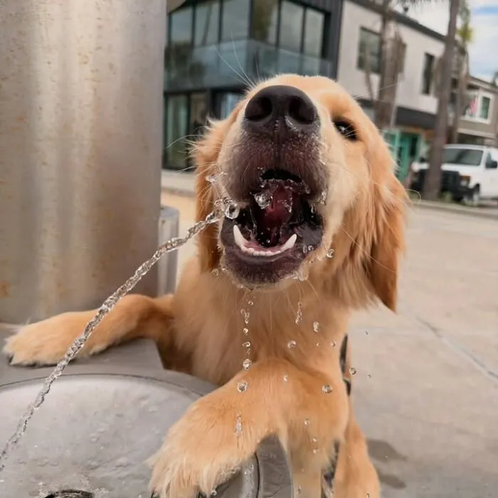 Perfectly timed photo of a golden dog drinking water directly from a public drinking fountain.