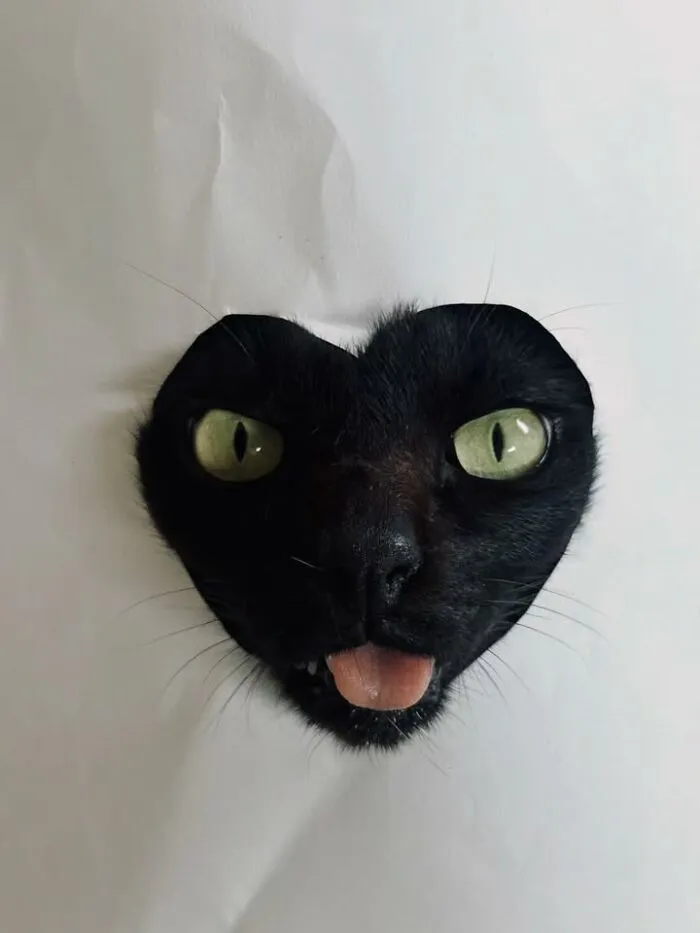 Funny cat photo of a black cat with its tongue out sticking through a heart-shaped paper cutout