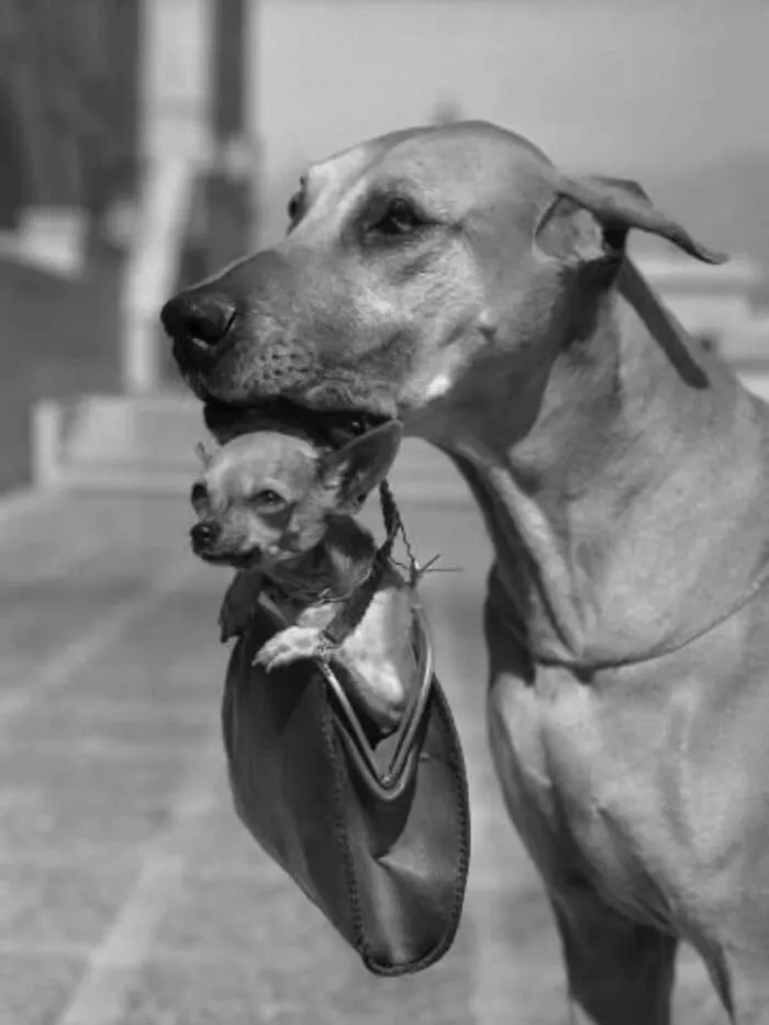 Black and white photo of a large dog carrying a smaller dog in a purse, capturing a sweet and funny moment.