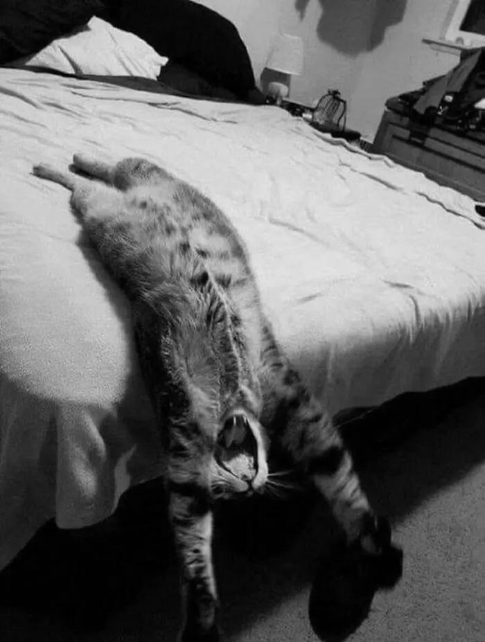 Funny cat photo in black and white showing a tabby cat stretching backward off a bed with its mouth wide open.