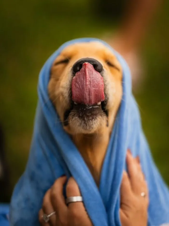Funny dog photo of a golden retriever with its tongue out, wrapped in a blue towel like a headscarf.