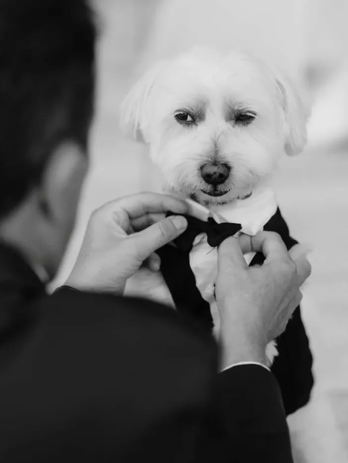 A black and white photo of a small white dog getting adjusted in a tiny tuxedo, showing funny and sweet moments.
