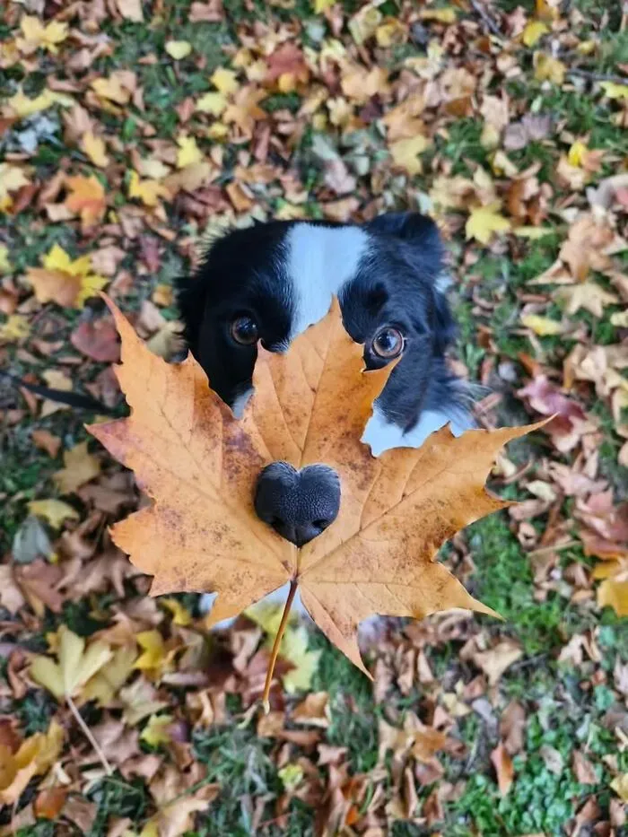 A black and white dog looking through a hole in a dry maple leaf shaped like a heart