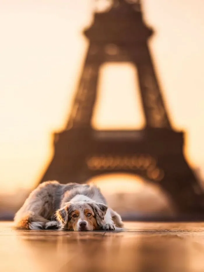 A beautiful dog lying down peacefully with the Eiffel Tower blurred in the sunset background