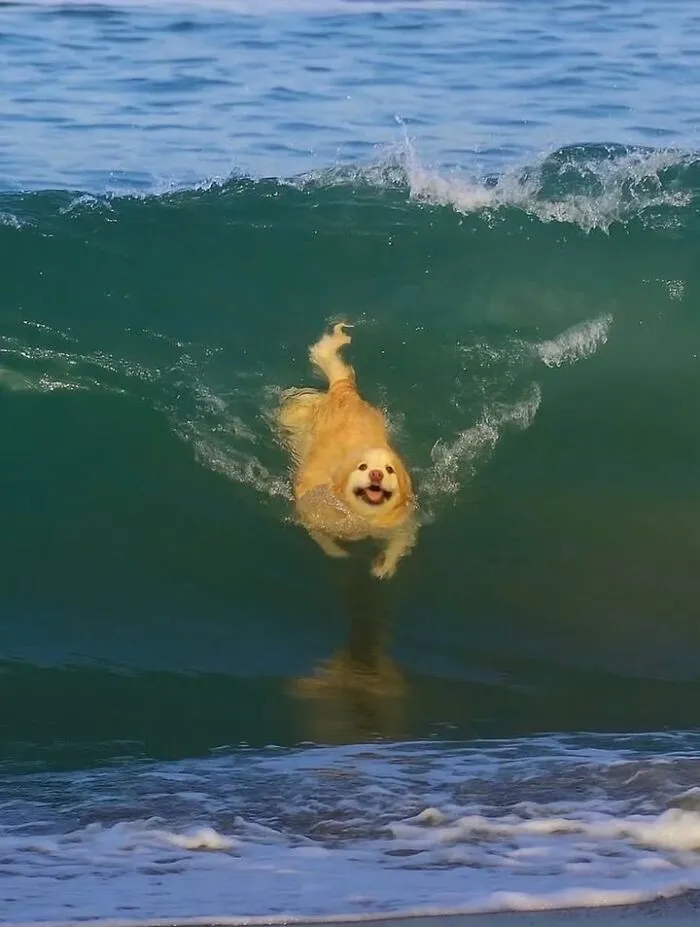 A fluffy golden dog swimming happily through a clear ocean wave