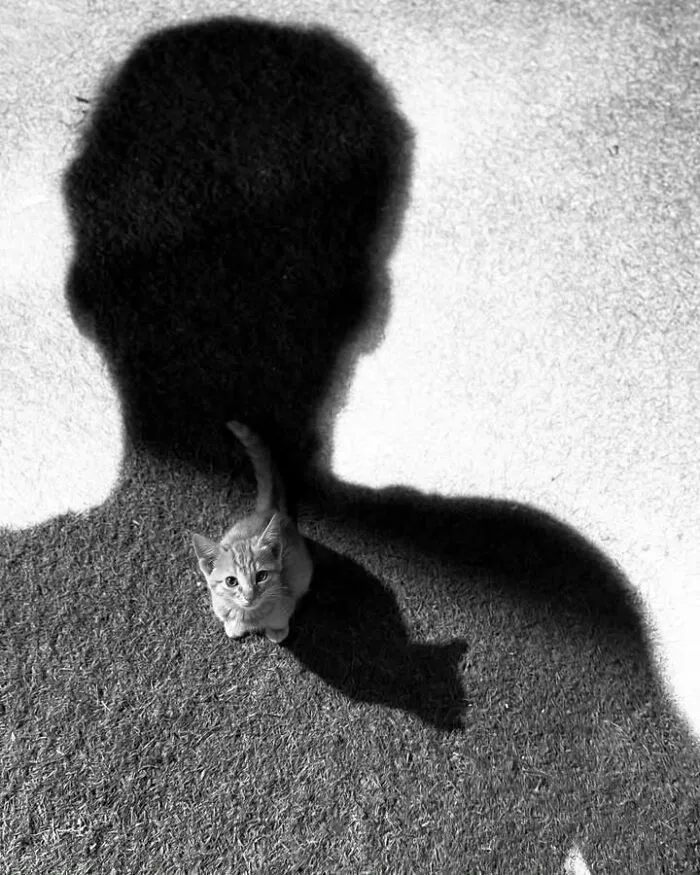 A tiny cat sitting inside the silhouette shadow of its owner, taken from a high angle