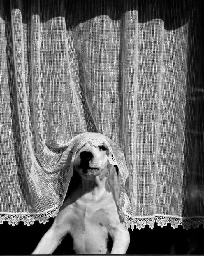 A funny black and white photo of a dog peeking out from behind a lace curtain, appearing to wear a bridal veil.