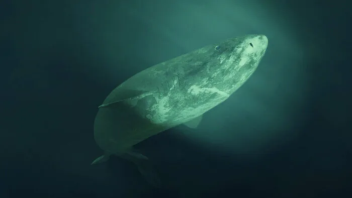 An interesting, cool pic of an ancient Greenland shark swimming gracefully through the dark depths of the ocean.