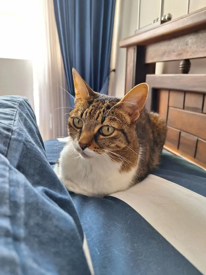 A domestic tabby cat lying down on a bed, illustrating people sharing life stories with pets.