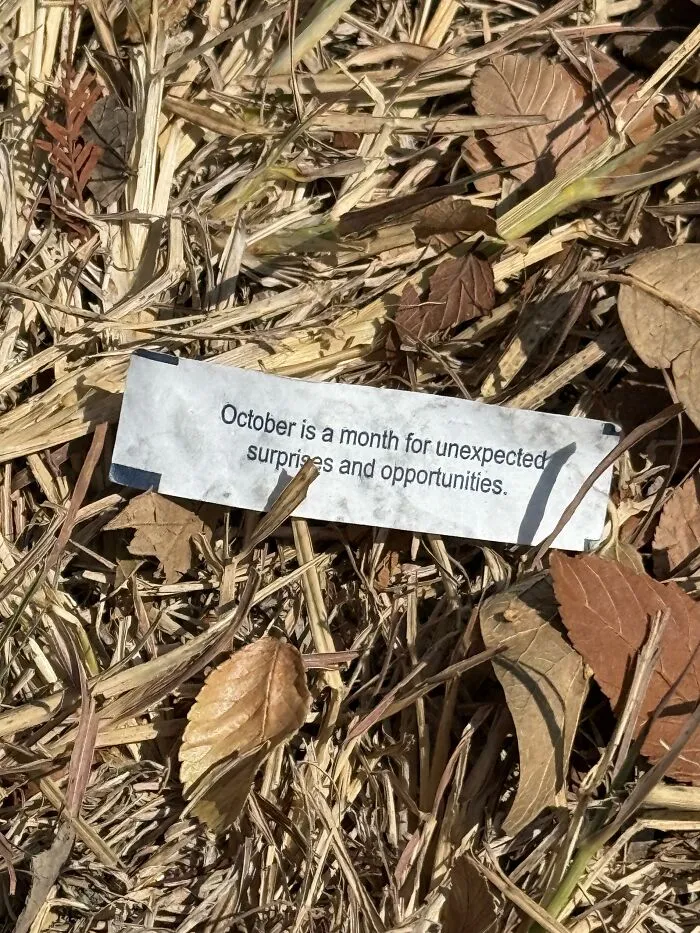 A small paper fortune strip with text sitting outdoors among dried leaves, exemplifying found paper.