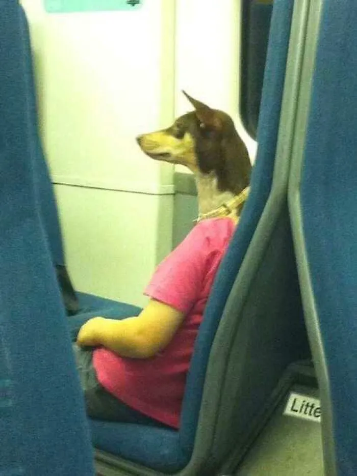 A dog seated on public transit aligned with a person, creating a perfectly confusing human-dog illusion.