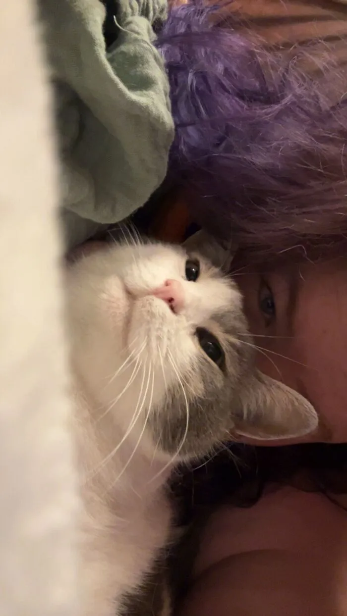 A white and grey cat cuddling next to its owner, highlighting the TikTok trend sharing life stories with pets.