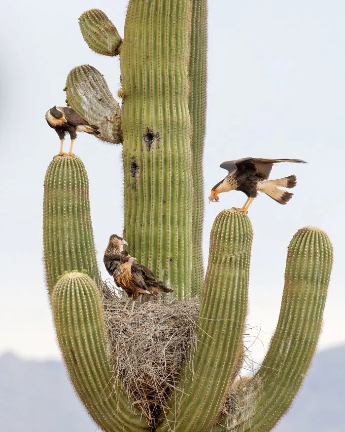 Birds nesting and feeding on cactus in desert wildlife photo
