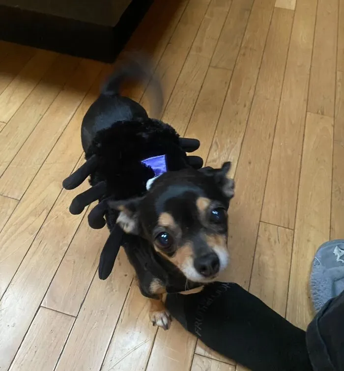 A small black chihuahua wearing a spider costume on wooden floor, sharing life stories with pets