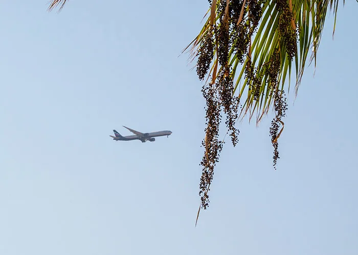 Airplane flying in the sky outside palm tree leaves