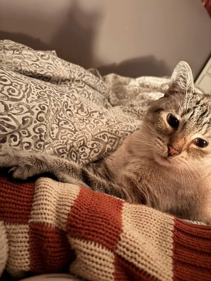 A tabby cat relaxing on a bed, illustrating life stories lived alongside their pets.