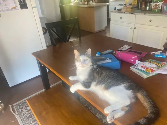 A striped calico cat relaxing on a wooden dining table, illustrating cozy life stories with pets