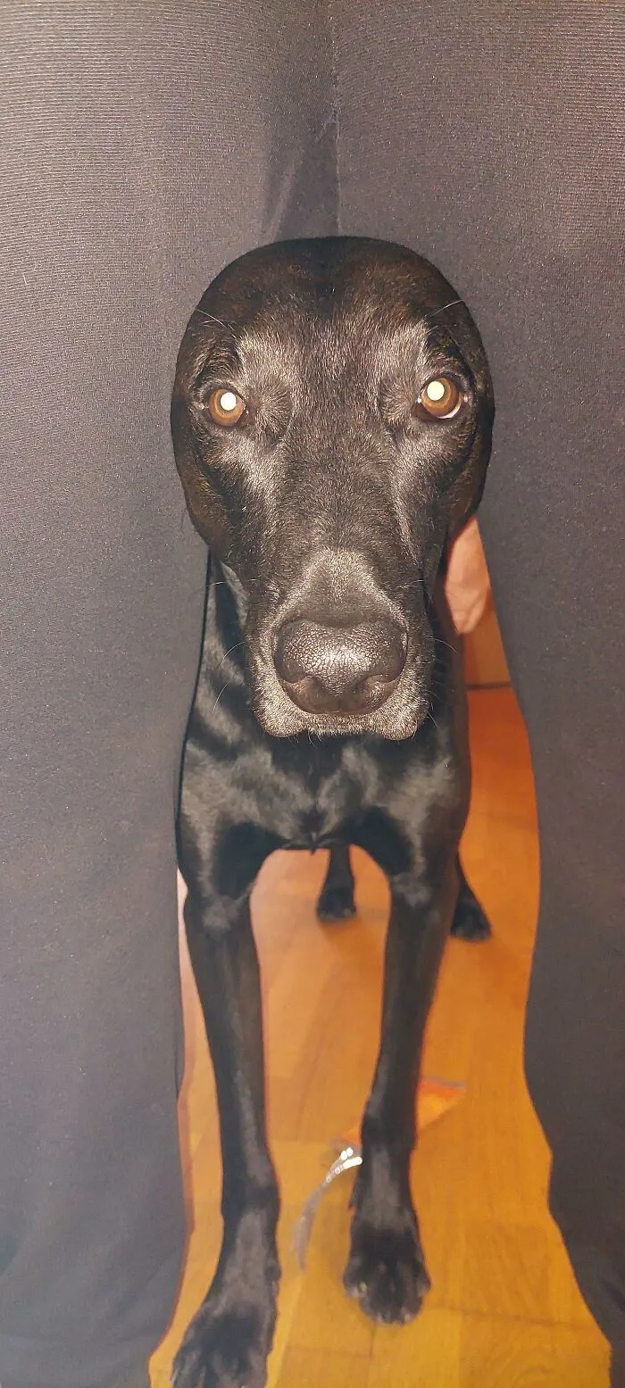 Black dog poking head through legs looking curiously at camera