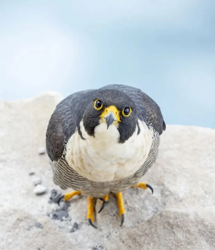 Close-up of a striking falcon looking forward, nominated in BirdLife Australia Photography Awards.