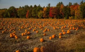 “Which Side Are You On?”: Choose Between 13 Fall Favorites In This Autumn Quiz