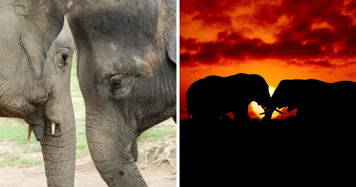 13 Surprising Elephant Facts That Might Change The Way You See These Gentle Giants