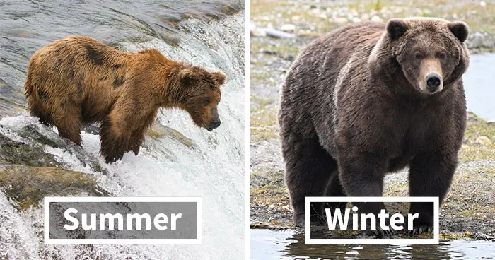 Katmai Conservancy’s Fat Bear Week 2026 Had No Shortage Of Magnificently Round Contenders (16 Pics)