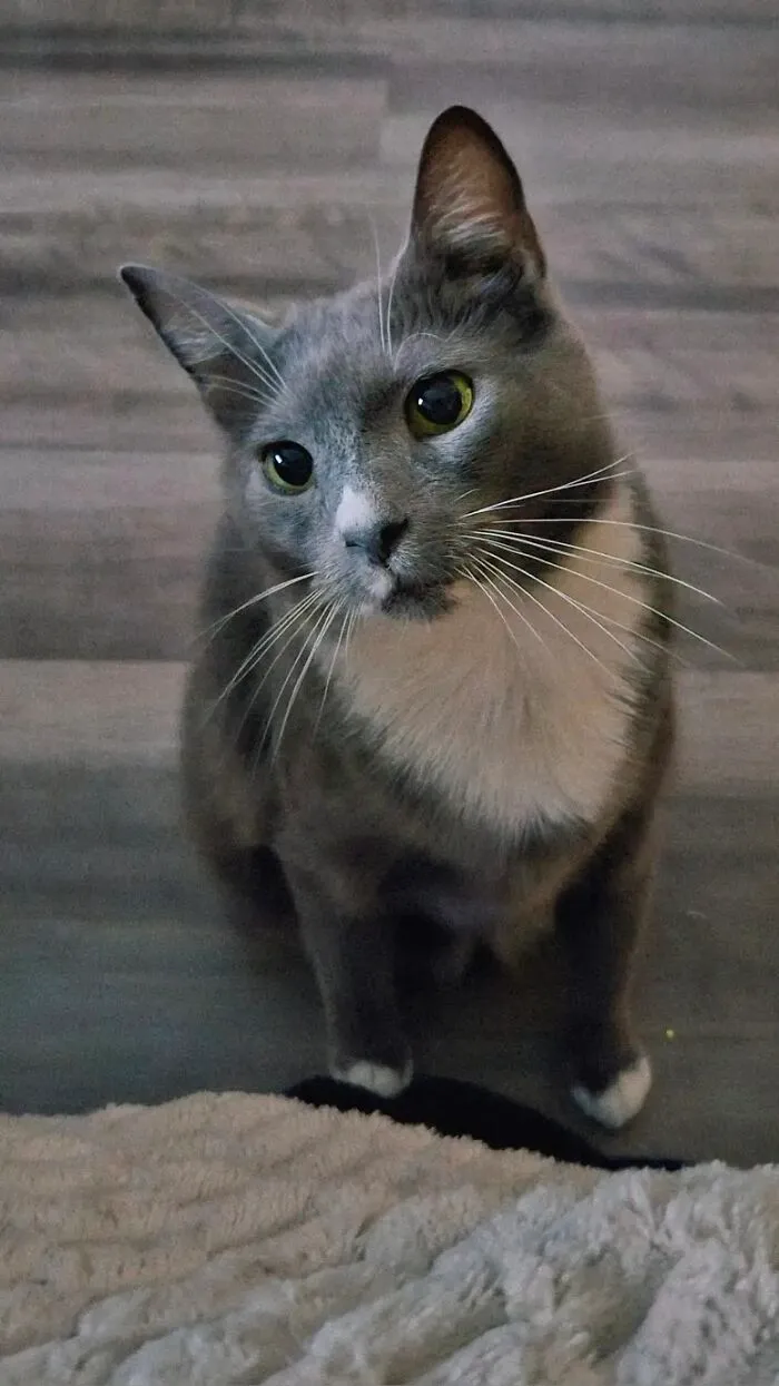A beautiful grey cat with green eyes staring forward, representing life stories of loved pets.