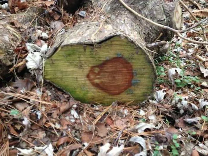 Cross section of a cut log on the ground displaying a red center design creating perfectly confusing photos.