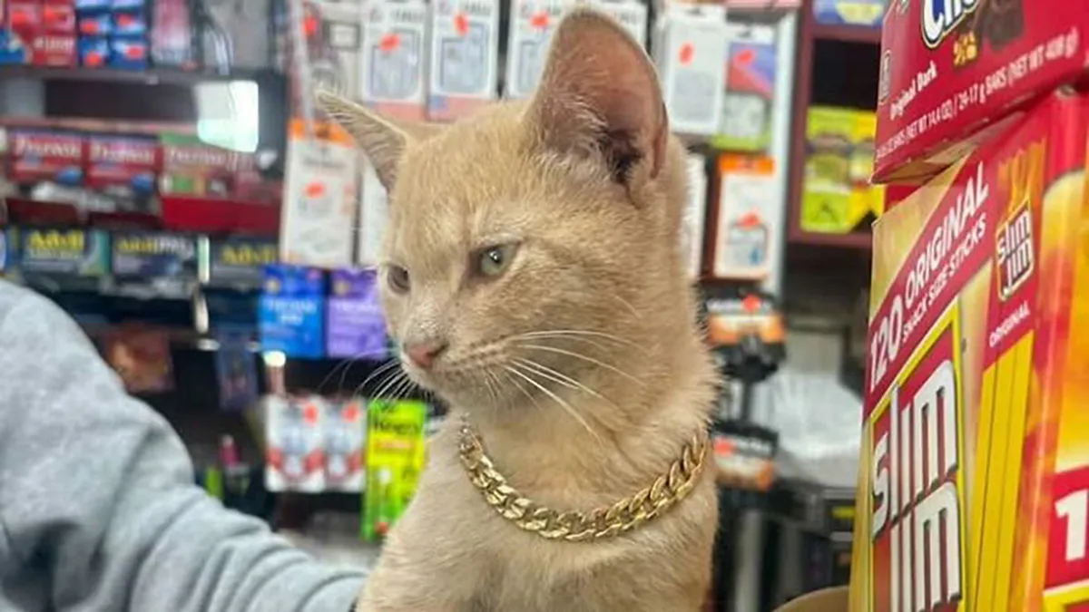 The Most Famous Shopkeepers In NYC Have Four Legs, And Now Their Own Book (41 New Pics)