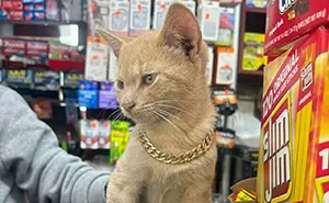 The Most Famous Shopkeepers In NYC Have Four Legs, And Now Their Own Book (41 New Pics)