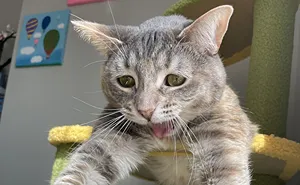 77 Cats Caught In Their Most Unflattering Moments After Serving Looks In The Previous Shot
