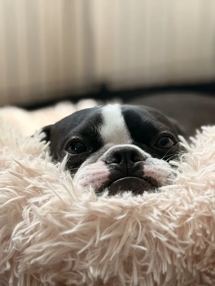 Close up of playful Boston Terrier dog's face on fluffy blanket