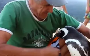 Man Rescues A Weak Penguin, But Nobody Expects The Friendship That Follows