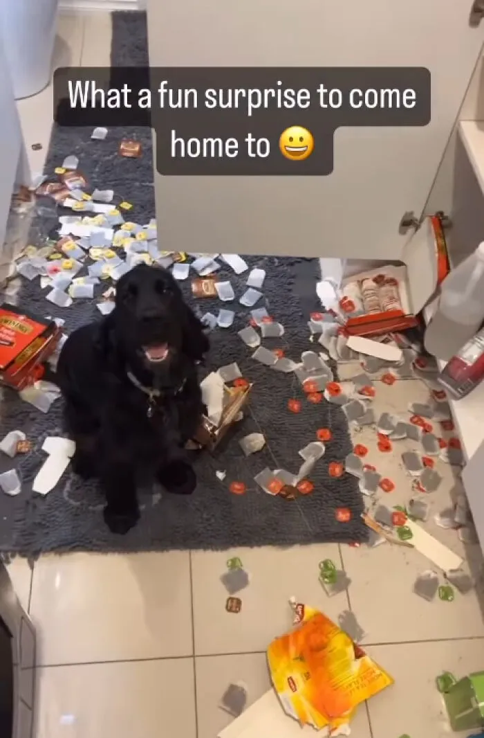 Black dog amidst scattered trash in kitchen illustrating dogs looking for trouble