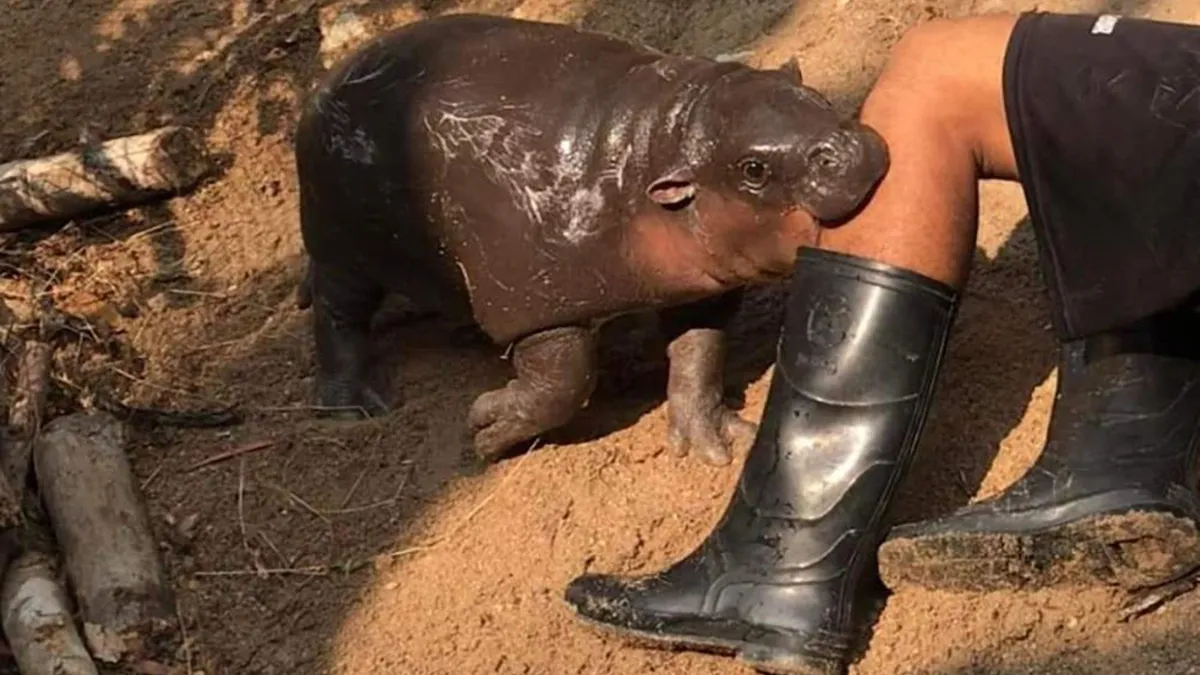 53 Animals Who Had No Idea They Were Being Hilarious, As Shared By This Facebook Page