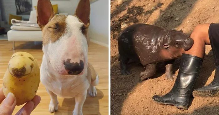53 Animals Who Had No Idea They Were Being Hilarious, As Shared By This Facebook Page
