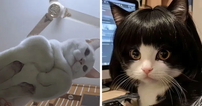 57 Hilarious Cats Caught Having Very Human Moments, Shared By This Threads Page
