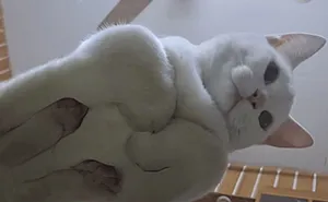 57 Hilarious Cats Caught Having Very Human Moments, Shared By This Threads Page