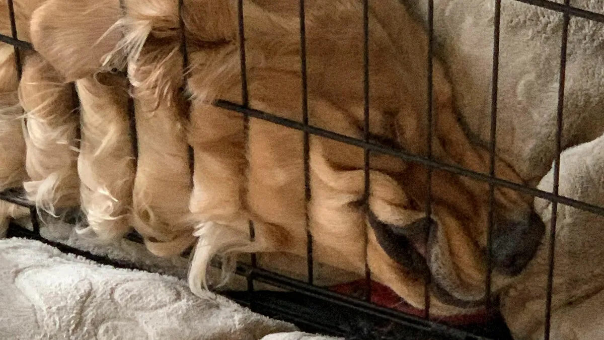 67 Hilarious Posts Of Dogs Who Don't Know How To Do Anything But Be Goofy (New Pics)