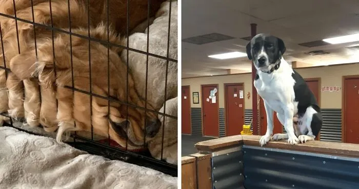 67 Hilarious Posts Of Dogs Who Don't Know How To Do Anything But Be Goofy (New Pics)