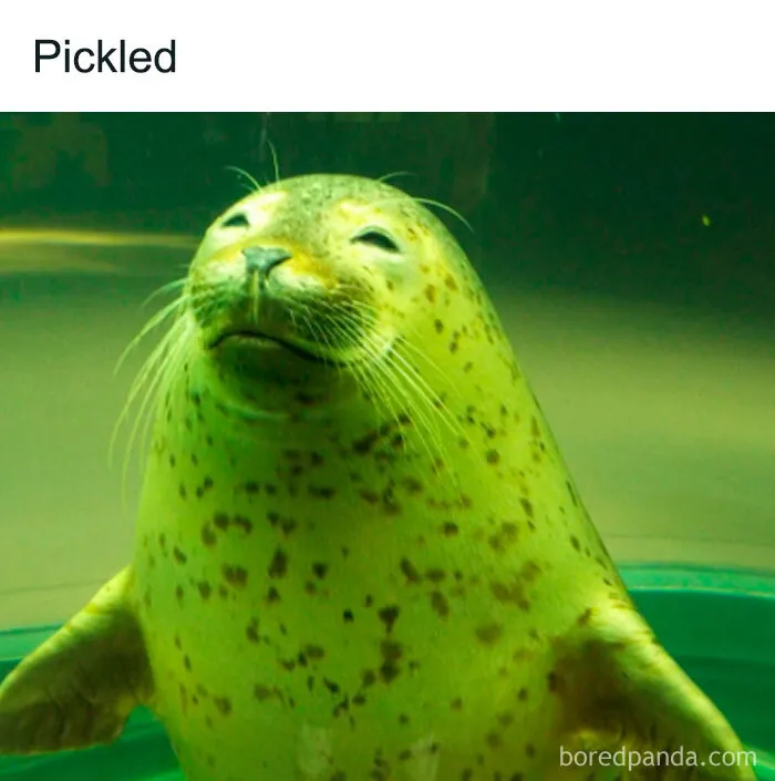 Close-up of a green seal underwater with a funny expression, funny weird animal memes