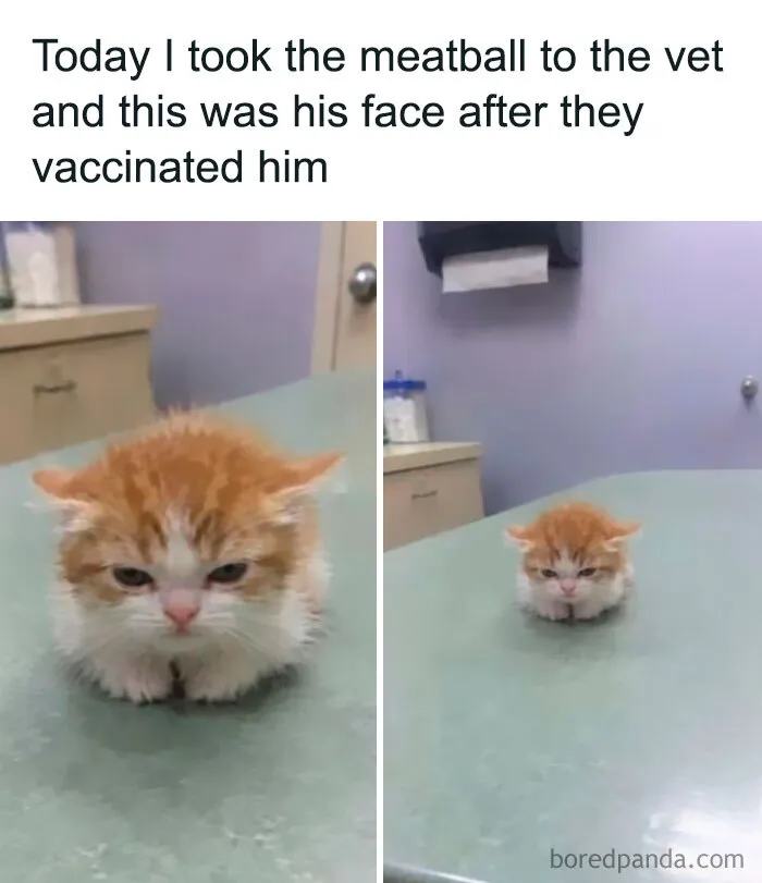 Funny weird animal memes post with a side-by-side shot of a tiny angry kitten sitting on a vet table.