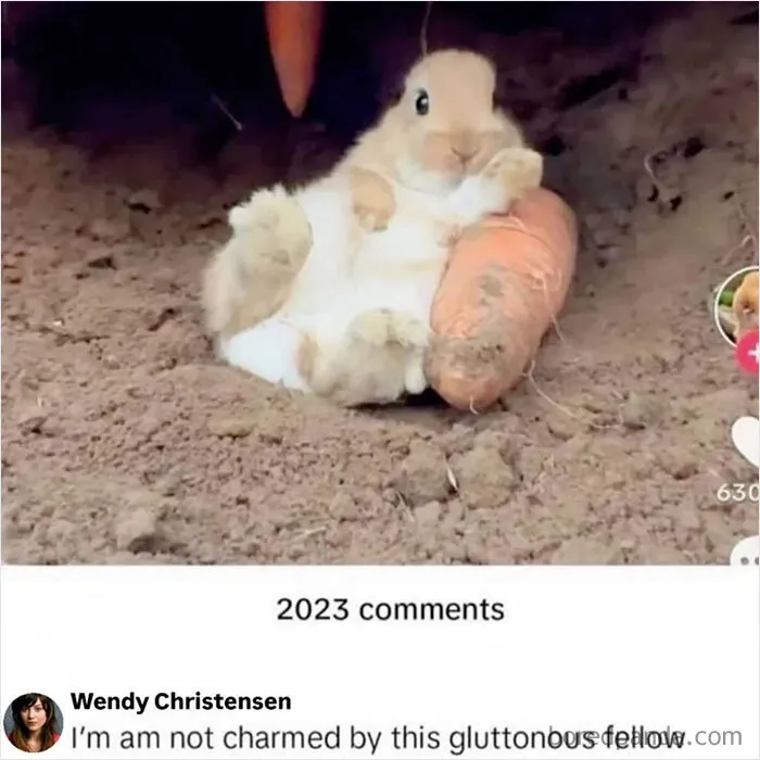 Funny weird animal memes image showing a tiny bunny relaxing on its back next to a big carrot.