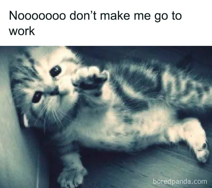 Small tabby kitten lying on the floor with its paw reaching out, funny weird animal memes