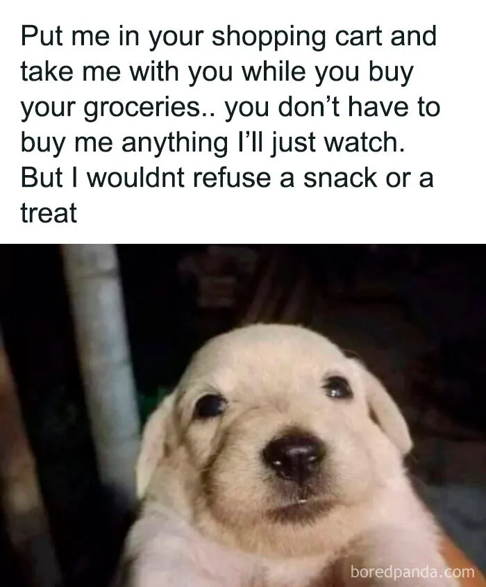 A cute puppy looking up, featured in funny weird animal memes list.