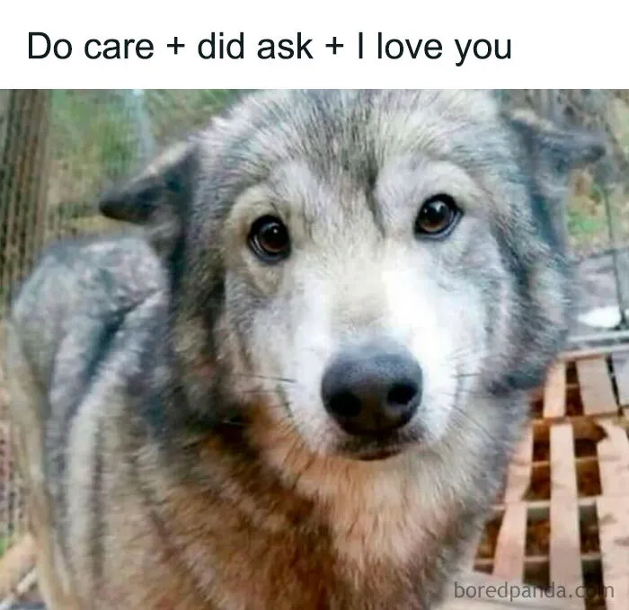 A funny weird animal memes post showing a grey wolf-dog looking directly at the camera with gentle eyes.