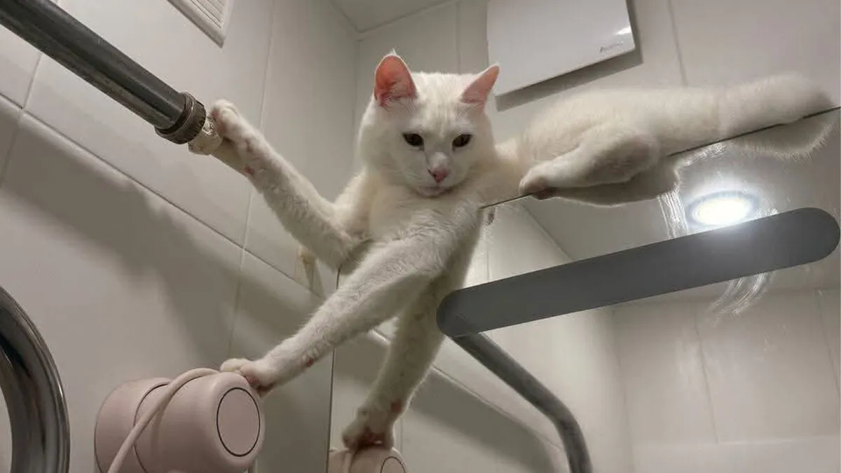 80 Funny Photos Of Pets Chilling In The Weirdest Positions, Shared By Their Owners Online